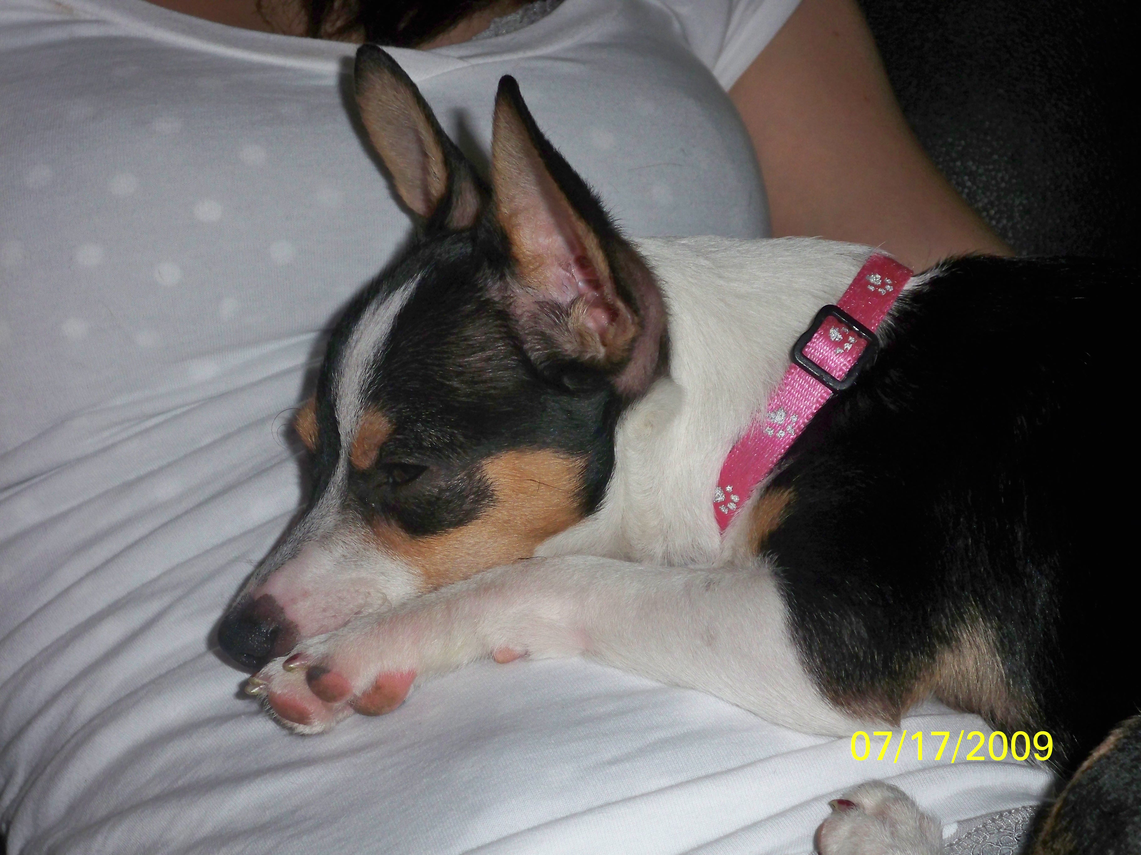 little Ruby snoozing