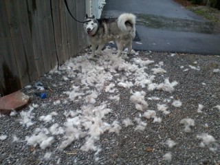 It's a dog fur storm!