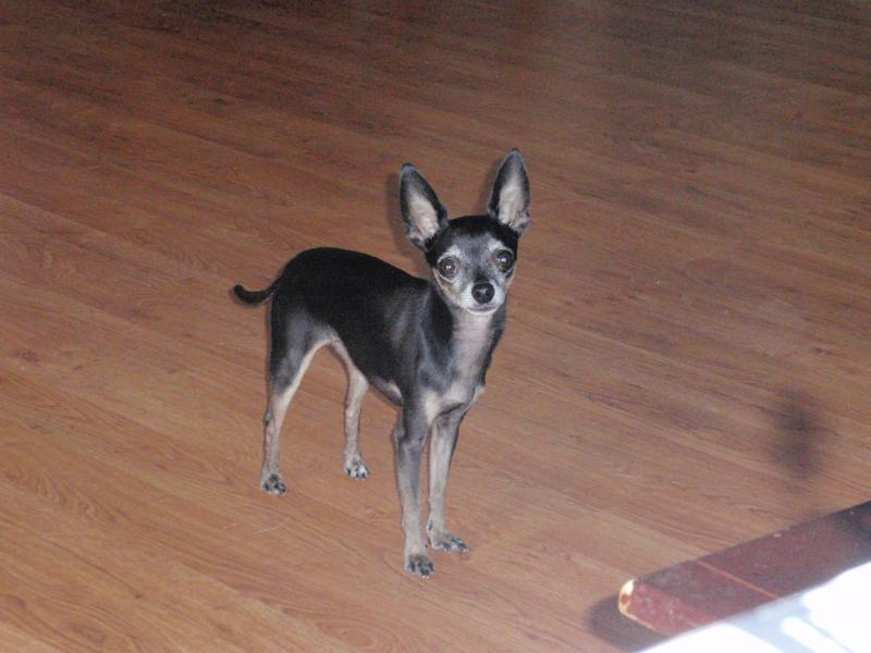 Puck, our little amigo!